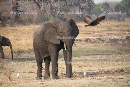 African bush elephant (Loxodonta africana), Katavi National Park, Tanzania