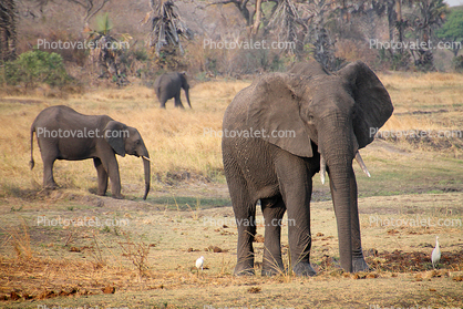 African bush elephant (Loxodonta africana), Katavi National Park, Tanzania
