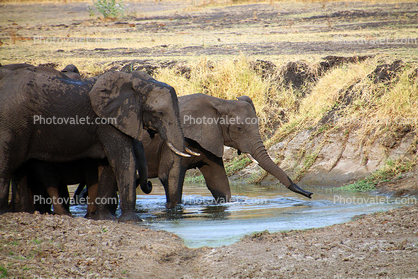 Watering Hole, African bush elephant (Loxodonta africana), Katavi National Park