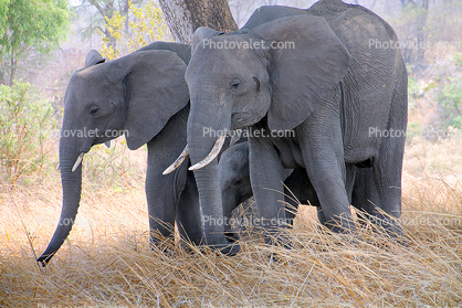 African bush elephant, tusk, ivory, (Loxodonta africana), Katavi National Park, Tanzania