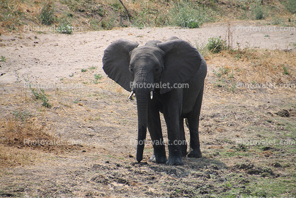 African bush elephant (Loxodonta africana), Katavi National Park, Tanzania, baby