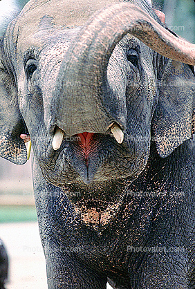 Big Elephant Mouth, Tusk, Nose Trunk