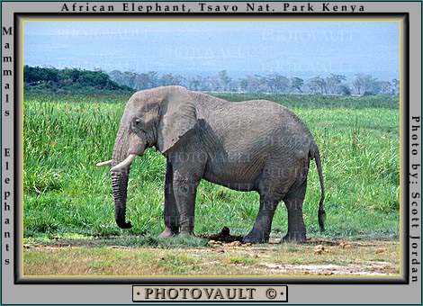Asian Elephant, ivory tusk, Tsavo National Park