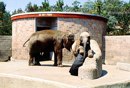 Elephant Mother with Baby, Zoo, Cage