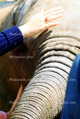 Wrinkled Elephant Trunk, Human Hand, Touch