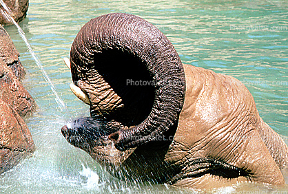 Round Trunk, Elephant in Water