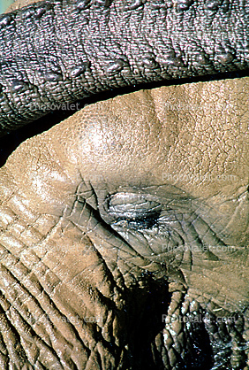 Closed Eye of a Wet Elephant, funny face