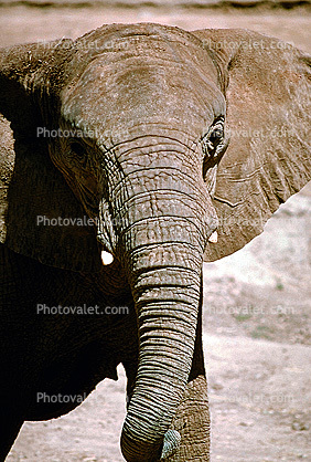 African Elephant Face, Trunk