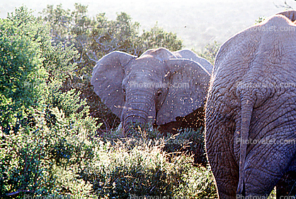 African Elephants, South Africa
