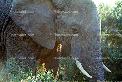 Tusk, ivory, African Elephant Face, ears, South Africa