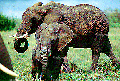 African Elephants, Mother, Baby, Trunk, Tusk, Ivory, Ears