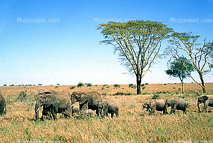African Elephants, Serengeti Plain