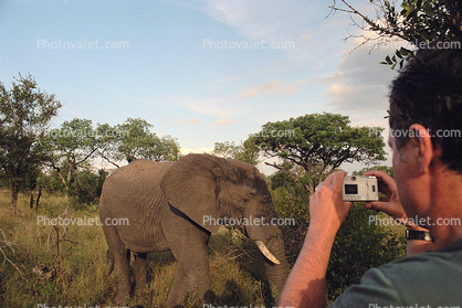 African Elephants, ecotourism, eco-tourism, eco tourism, Photographer, Camera
