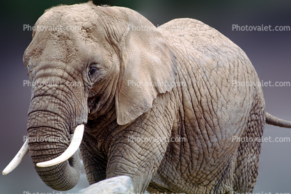 African Elephant, tusk, ivory