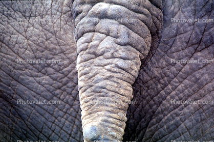 Tail, Skin Texture