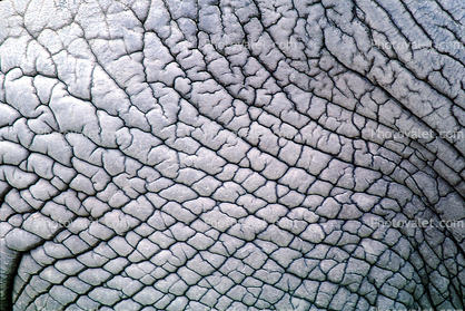 Elephant Skin Texture