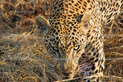 Leopard, Africa