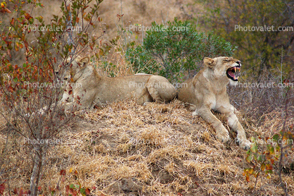 Lion, Africa