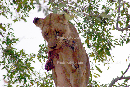 Lion, Africa, Eating Fresh Meat