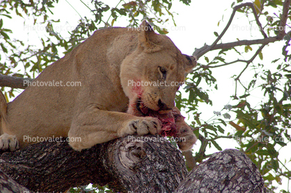 Eating Fresh Meat, Lion, Africa