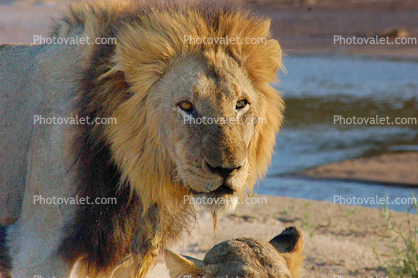 Male Lion, Africa