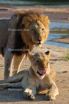 Male, Female, Lion, Africa