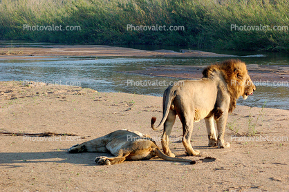 Lion, Female, Africa