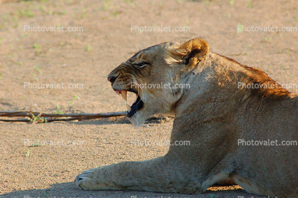 snarls, Lion, Female, Africa