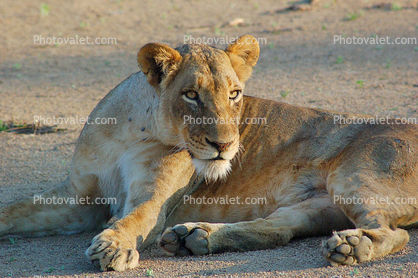 Lion, Female, Africa