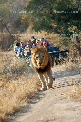 Lion leads the way, Male, Africa
