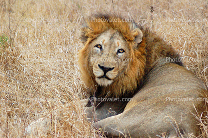 Lion, Male, Africa