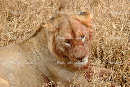 Lion, Female, Africa