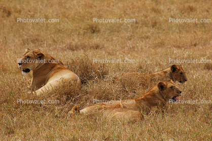 Female Lion, Africa