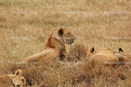 Female Lion, Africa