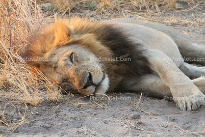 Lion, Katavi National Park, Tanzania
