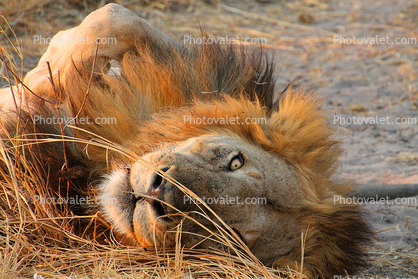 Lion, Katavi National Park
