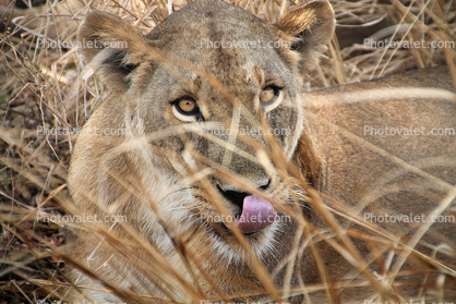 Lion, Katavi National Park