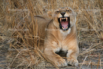 Snarling Lion, Katavi National Park, Tanzania