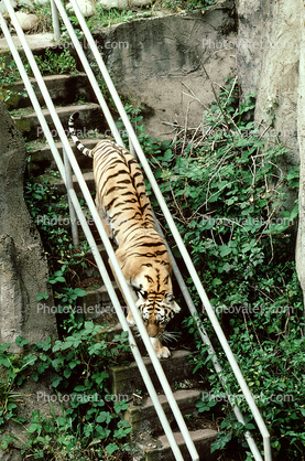 Tiger walking down the stairs