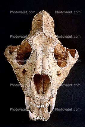 Lion Skull, Eye Sockets