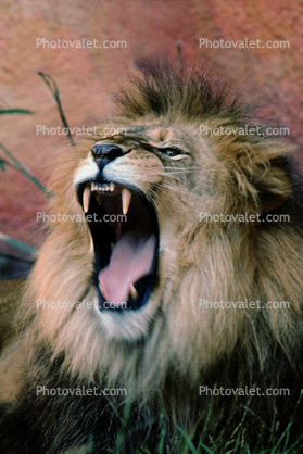mane, roar, roaring, fear, Lion, male