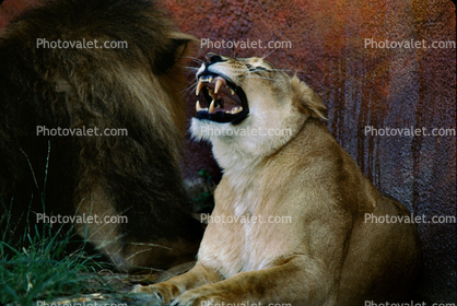 Lion, female, fangs, teeth, roar, roaring, snarl