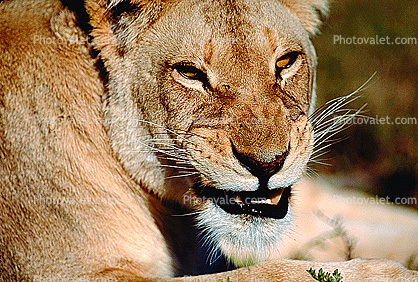 Snarling Lioness, Face