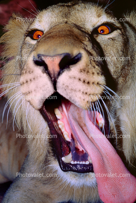 Sanpaper Tongue of a Male Lion