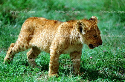 Lion, cub