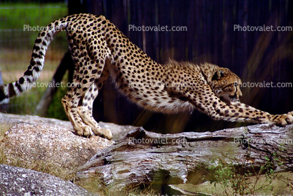 Stretching Cheetah, Africa