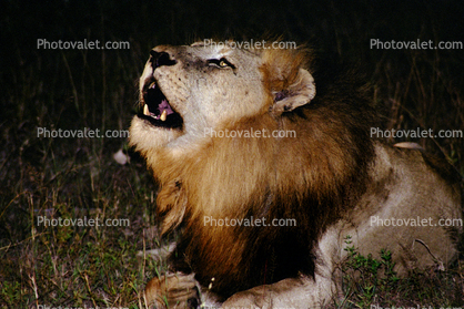 Lion, male, Africa