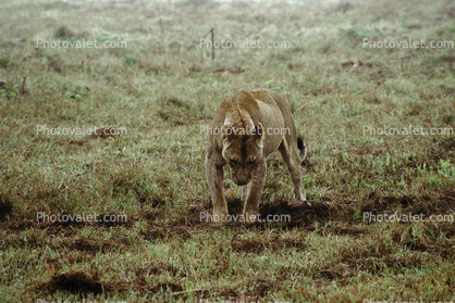 Lion, male, Wildebeast, Africa