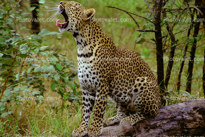 Yawning Cheetah, Africa