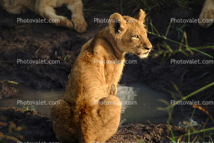 Lion, female, Africa